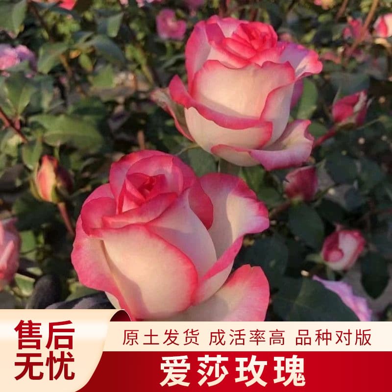 Aisha Flower Seedlings, Courtyard Balcony Potted Roses, Large-Flower Roses, Mixed Colors, Rose Tree, Climbing Pink Series