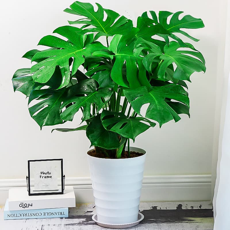 Monstera Large Potted Plant, Indoor Living Room Office, Fresh Air, Evergreen, Large Leaves, Hydroponic Plant