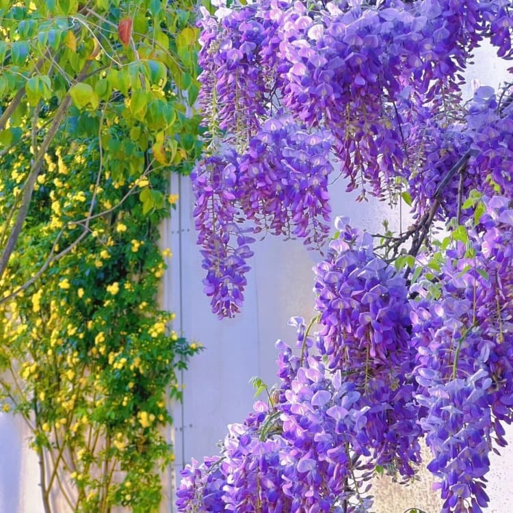 Base Wholesale Wisteria Tree Seedlings, Climbing Vine Plants, Courtyard Wall Balcony Multi-Flower Wisteria, Greening Seedlings