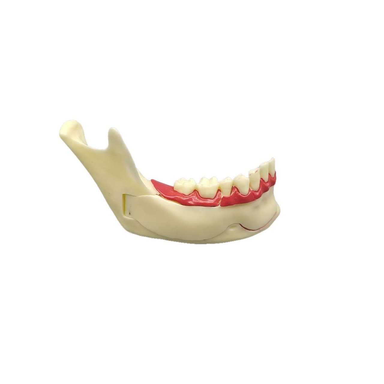 Dental oral teaching mandibular tissue decomposition model, half of the dental nerve and gums can be opened