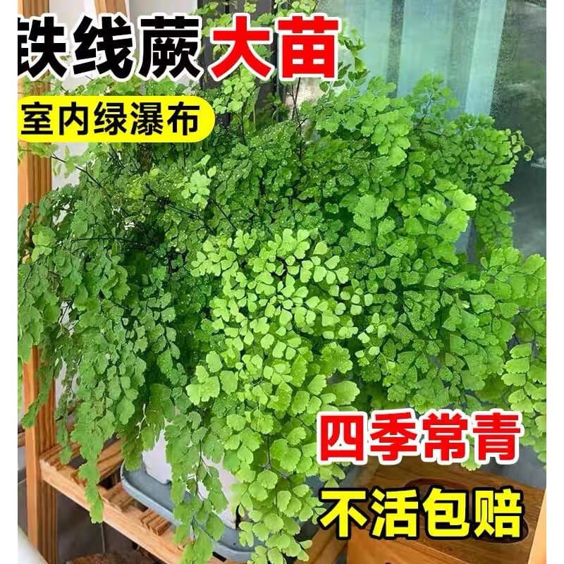Maidenhair Fern Potted Plant Dense Leaf Hydroponic Fern Shade Tolerant Indoor Outdoor Hanging Easy Care Evergreen All Seasons