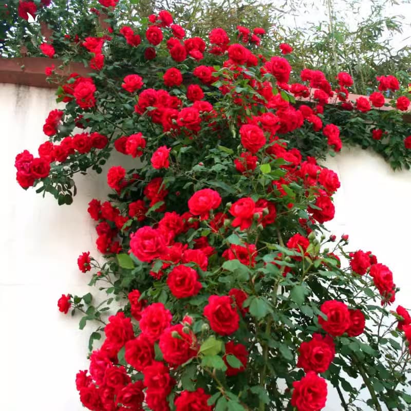 Thornless Multi-Flower Climbing Rose Seedling, Ten Sisters Courtyard Rose, Large Pot, Multi-Season Blooming, Cut Flower Rose Plant