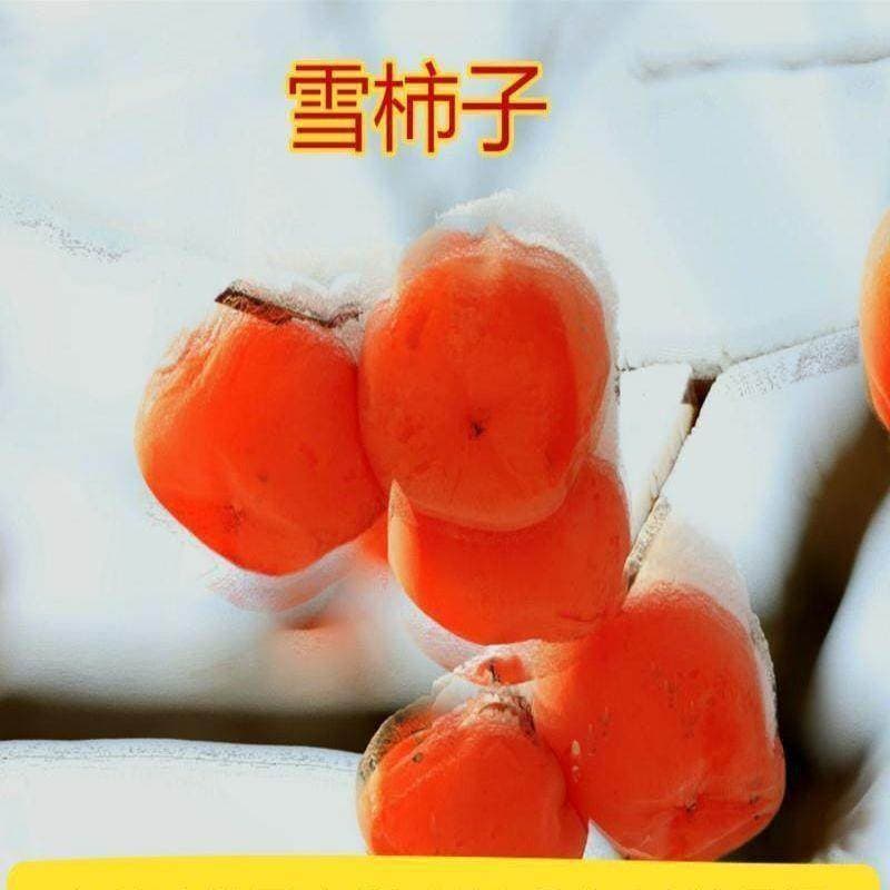 Grafted new varieties of sweet snow persimmon saplings persimmon seedlings Northeast local cold-resistant red fruit seedlings extra large courtyard planting