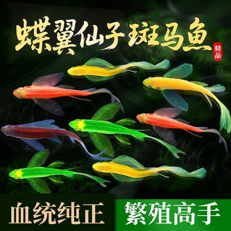 Zebrafish tropical freshwater ornamental fish explosion tank small fry butterfly wing zebra traffic light peacock small living pet