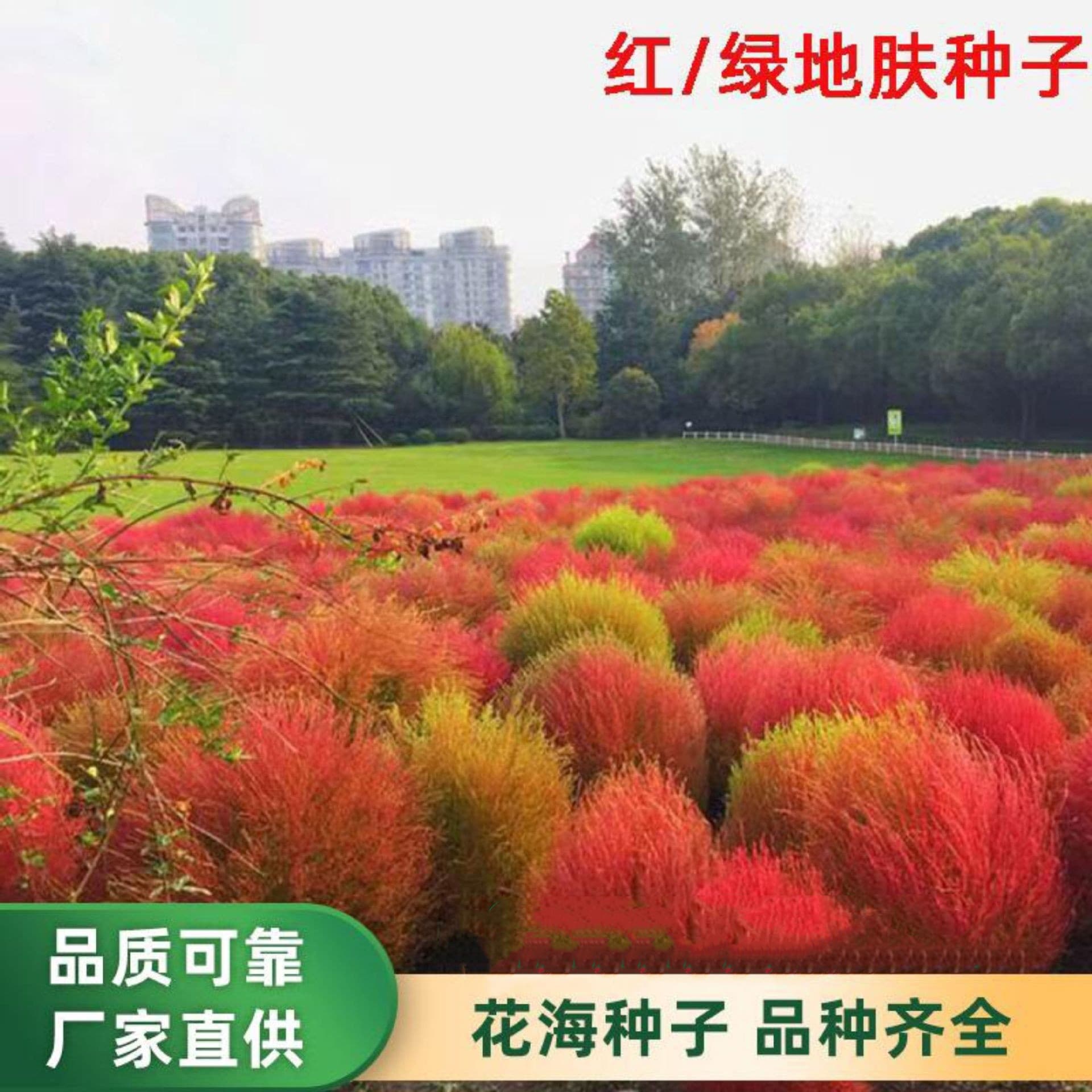 Green Kochia scoparia seeds, red Kochia scoparia seeds, flower seeds, park landscape, flower sea, rural beautiful colorful ground cover