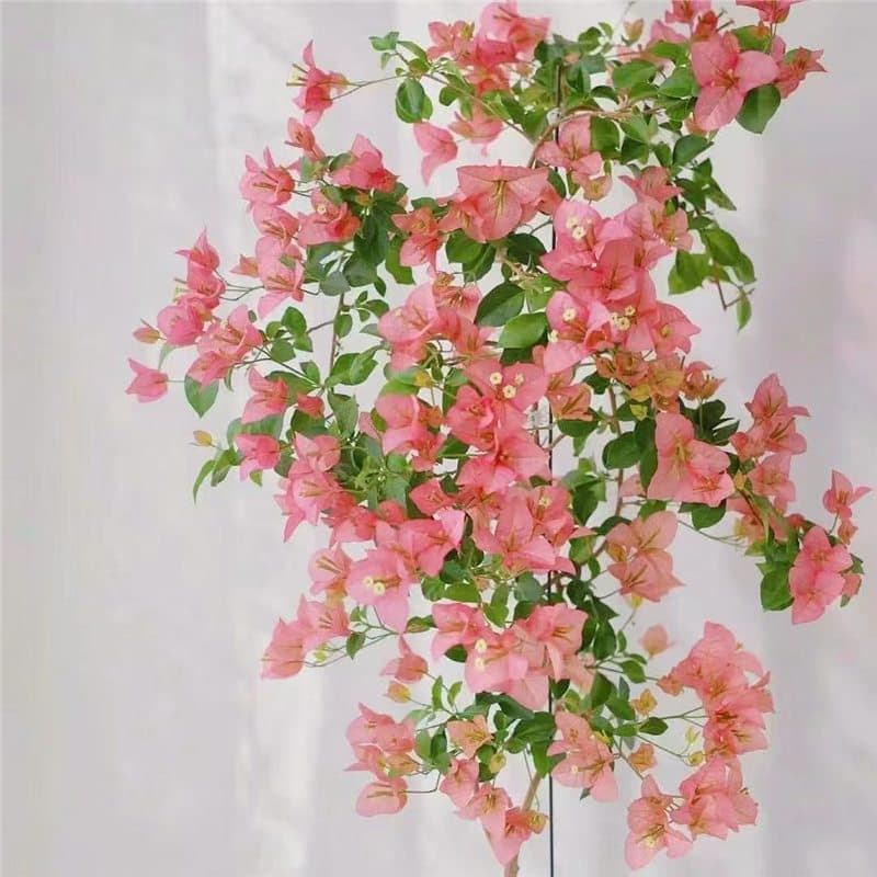 Potted Bougainvillea with Flowers, Balcony and Courtyard Plant, Four-Season Blooming, Sun-Resistant, Double Petal Old Stalk Climbing Green Cherry Seedling