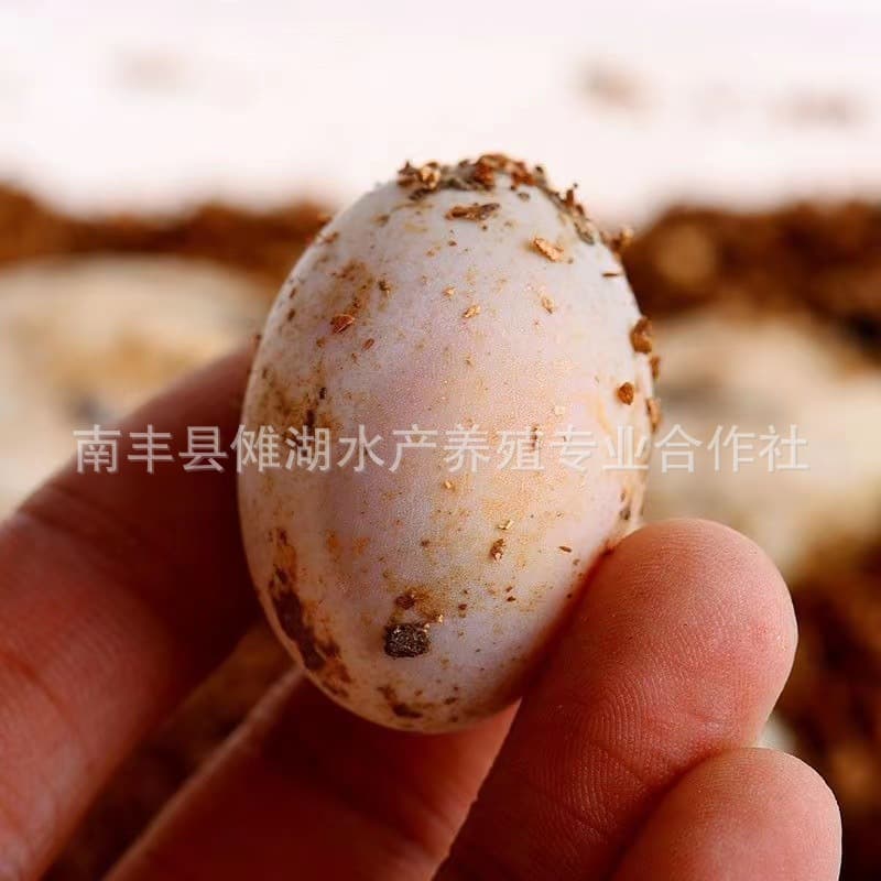 [Hatchable Turtle Eggs] Chinese Pond Turtle Eggs, Red-Eared Slider Eggs, Pearl Turtle Eggs, Yellow-Bellied Slider Eggs, Map Turtle Eggs