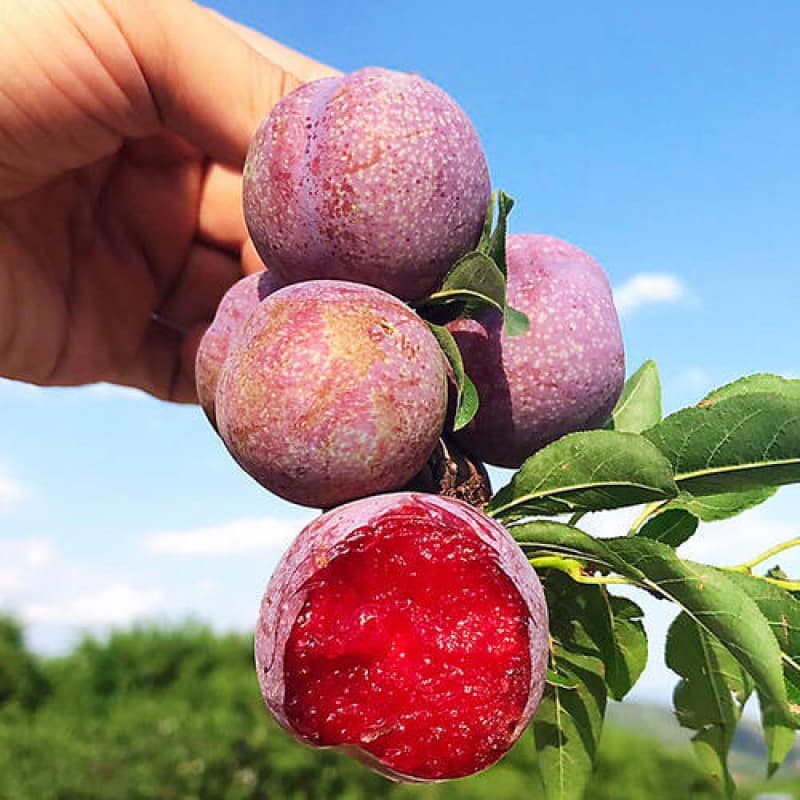 Saplings Sanhua plum saplings red-fleshed plums big honey plum seedlings Sanhua plum planting potted ground seedlings with results in the current year