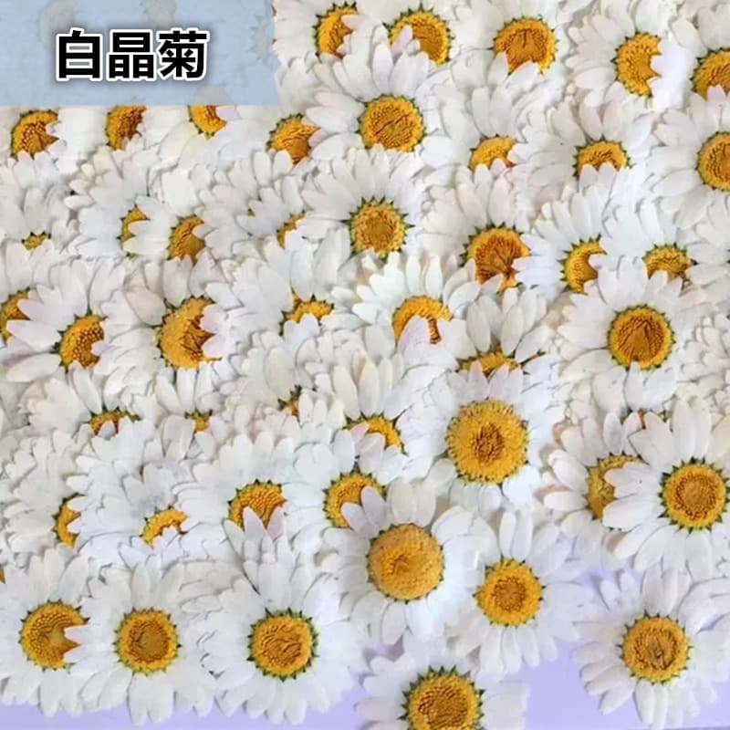 Natural white chrysanthemum daisy plant specimens, genuine dried flowers, pressed flowers, sourced directly from a reputable factory supporting cross-border wholesale.