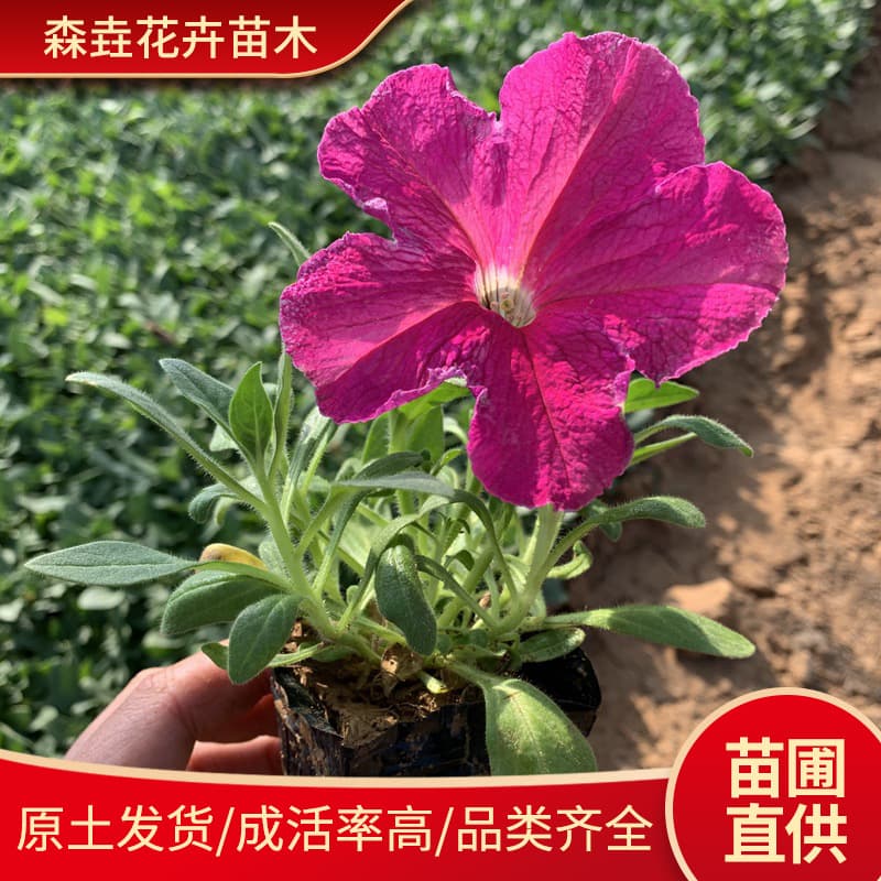 Petunia plug seedlings, ground cover flower seedlings, seasonal flowers and green plants, pure petunia seedlings, garden flower plants