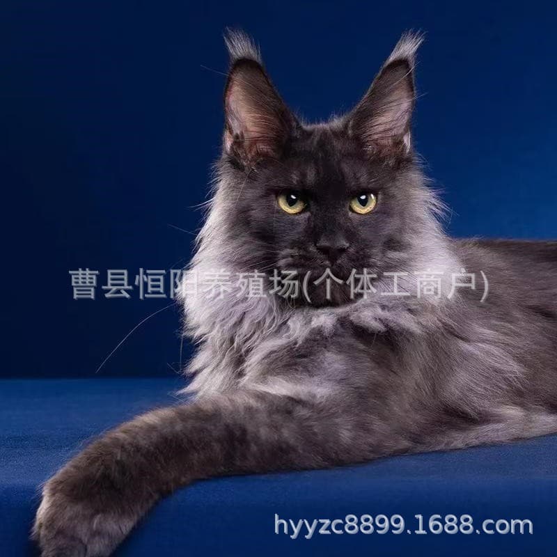 Purebred Russian large Maine Coon for sale, buy live Ragdoll cats, kittens, live cats, Devon cats, kittens, live animals
