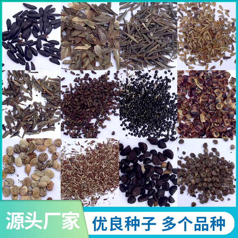 Cosmos Lover Grass Clover Colorful Four Seasons Easy Flowering Seeds Hydroponic Flower Seeds Manufacturer Wholesale