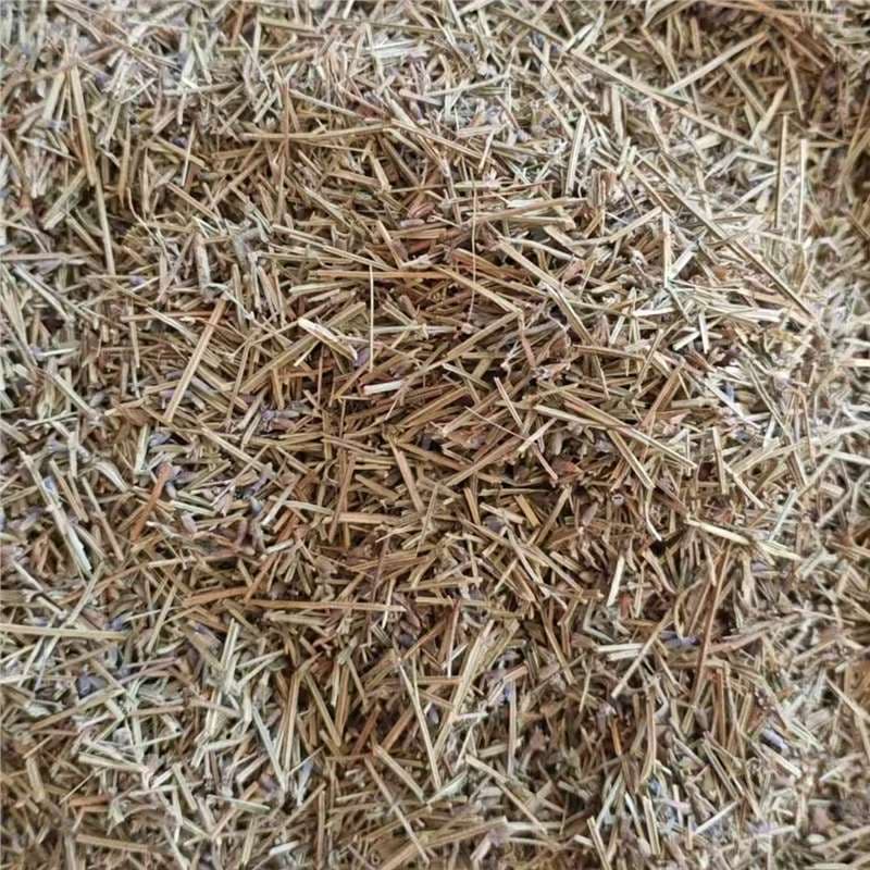 Pure Lavender Stems (No Flowers) - Chinese Medicinal Herb, Flower Version Sold Separately