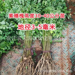 False Indigo Tree Seedlings for Sand Fixation and Slope Protection, Locust Seedlings, Purple Flower Seedlings, Cold and Drought Tolerant, Road Slope Protection, Ecological Restoration Seedlings