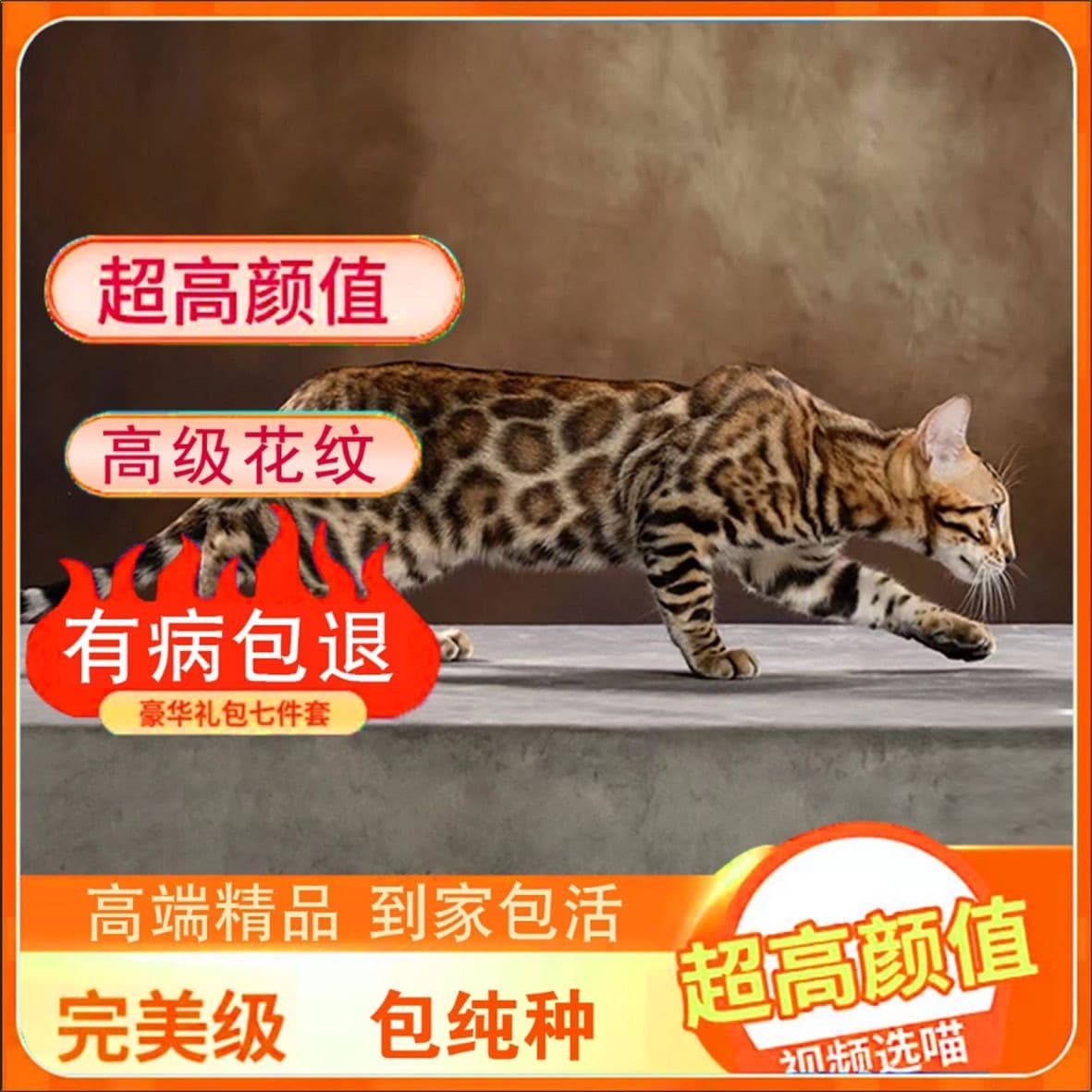 Bengal Cat Live Purebred Asian Leopard Cat Hollow Large Rosette Pattern Domestic Short Hair Kittens Leopard Pattern Pet Cats Silver Leopard