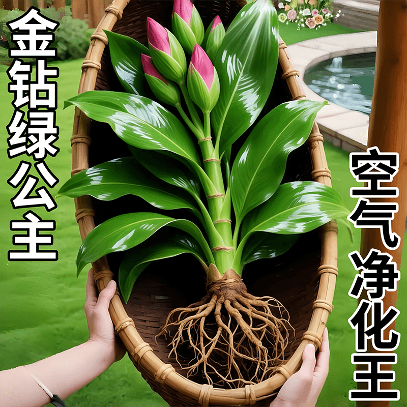 Hydroponic Large Leaf Golden Diamond Potted Plant, Green Princess Office Desktop Green Ivy Air Purifying Water Culture Potted Plant