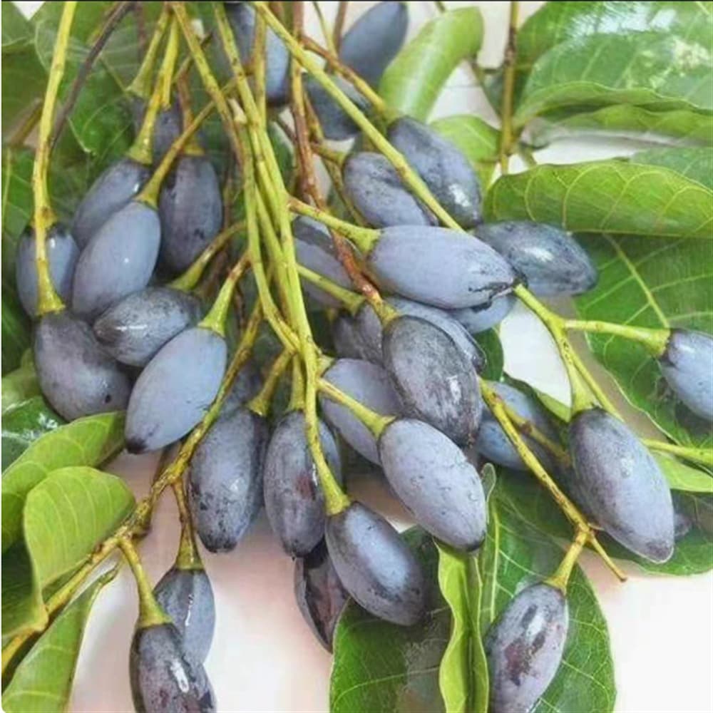 Black Olive Large Core Craft Olive Seedlings, Green Olive Tree Seedlings, Grafted Fruit Trees, Black Olive, Suitable for North and South, Sweet Olive Fruit Seedlings