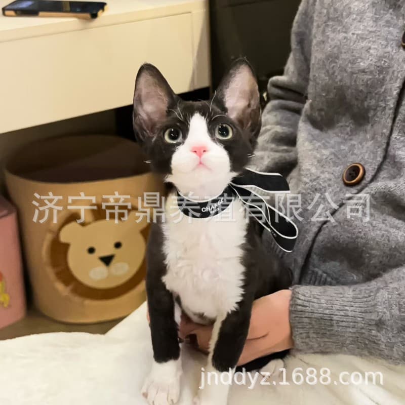 Purebred Devon Rex curly-haired cat, pure white with blue eyes, black and white split-face, non-shedding, live pet kitten, live cat, live young cat.