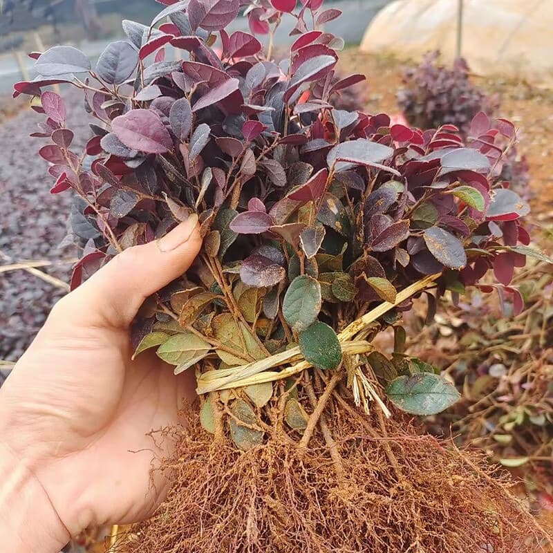 Red-flowered Loropetalum Seedlings for Garden Greenery, Hedges, and Fences, Four-Season Red Leaves, Colored Potted Plants and Ball-shaped Plants