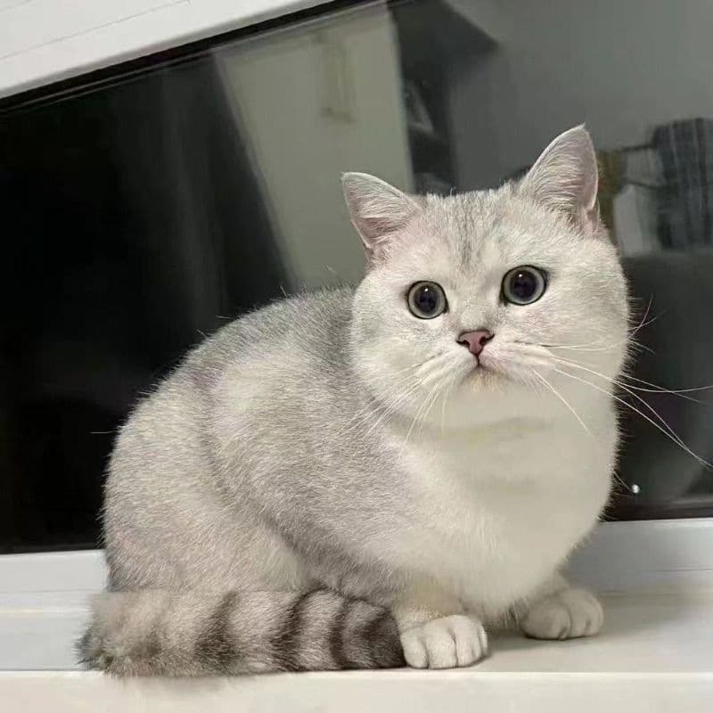 Silver Shaded British Shorthair Kitten Pet Real Cat Pet Kitten Live Animal