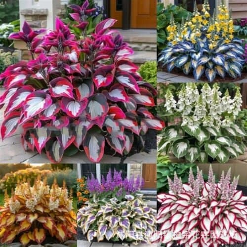 Cross-border supply Hosta plantaginea seeds, Hosta seeds, potted flower seeds, White Crane Flower, Yuhua Flower seeds wholesale