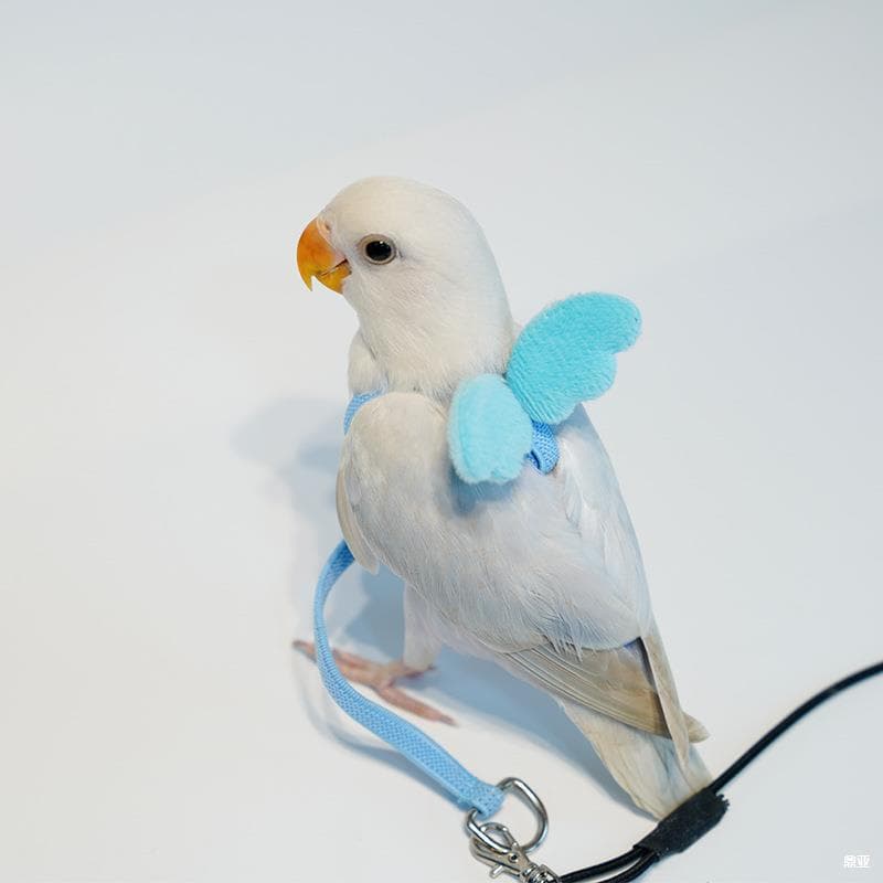 Bird Parrot Flight Harness for Cockatiel, Budgie, Lovebird, Flight Leash, Outdoor Walking Vest, Pet Toy