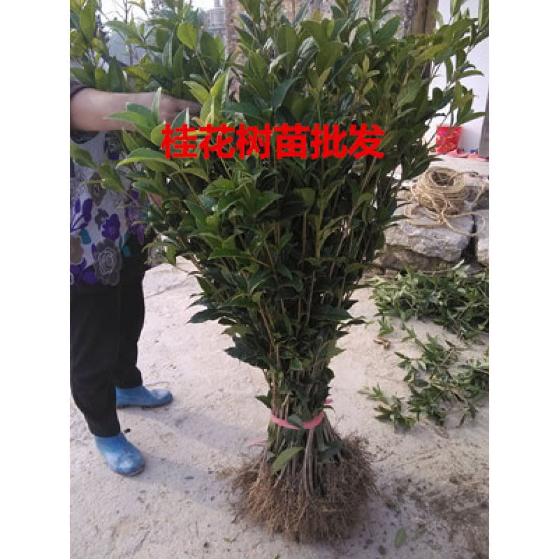 Osmanthus tree cuttings, Osmanthus seedlings, Golden Osmanthus, Red Osmanthus, Four Seasons Osmanthus, Golden Ball Osmanthus, August Osmanthus, potted garden flowers and greenery