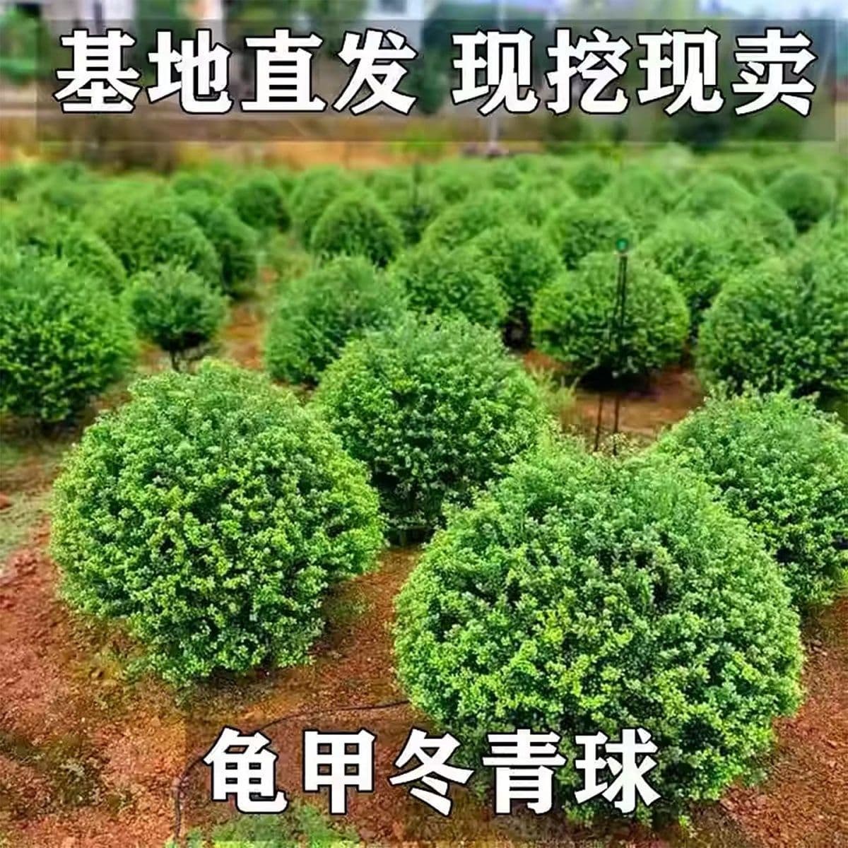 Turtle Leaf Holly Ball Tree Seedling, Cold-Resistant, Evergreen Greenery for Villa Courtyards, Landscape Tree, Flower Border Plant, Ball-Shaped Holly