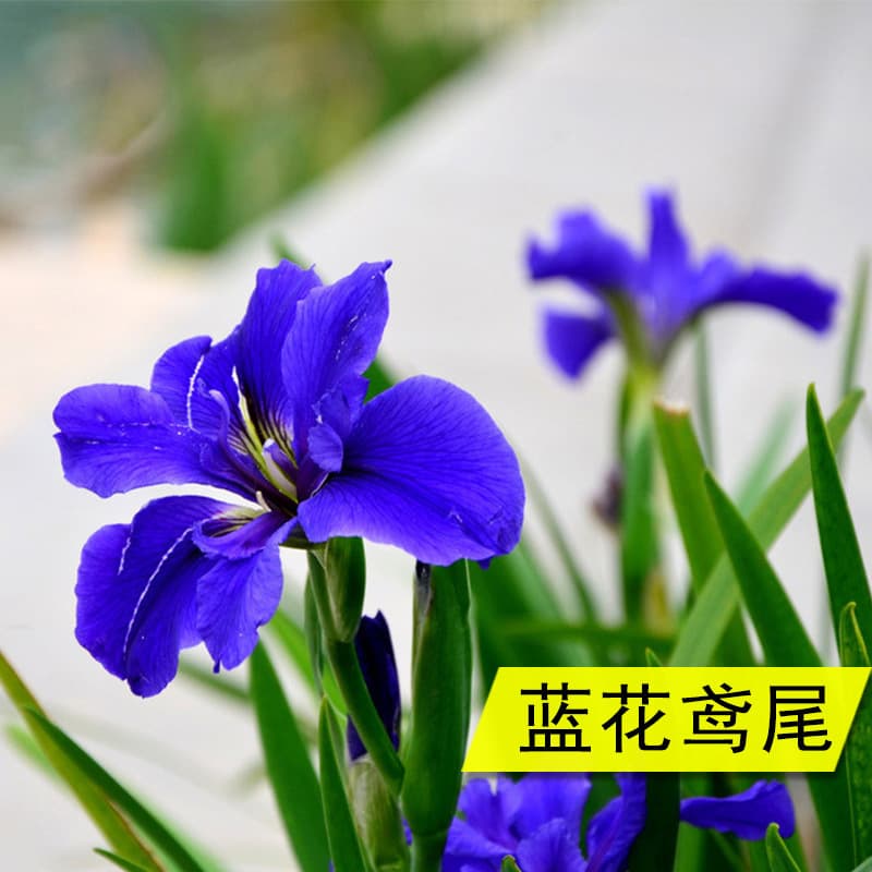 Iris seedlings for courtyard greening projects, perennial flowers and plants for villa landscaping and green vegetation