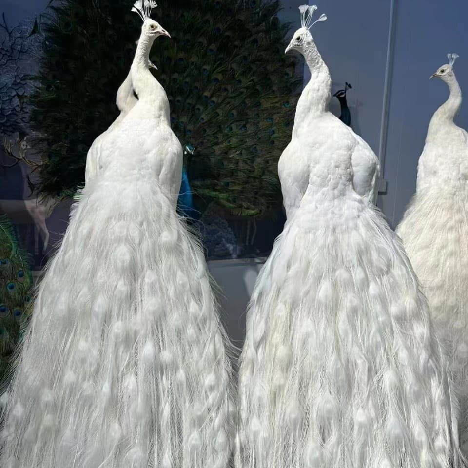Wholesale Peacock Specimens, Blue and White Peacock Specimens for Home and Office Decor, Auspicious Peacock Specimens