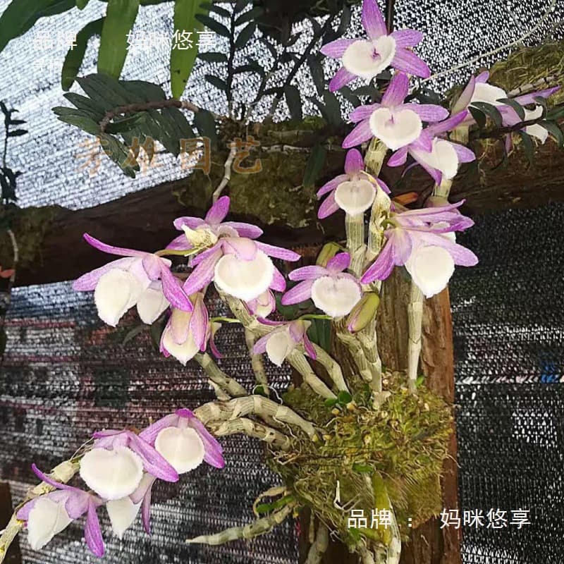 Dendrobium Planting Board Fir Board Fir Tree Trunk Snake Board Hanging Bark Board Moss Tree Trunk Hanging Orchid Board