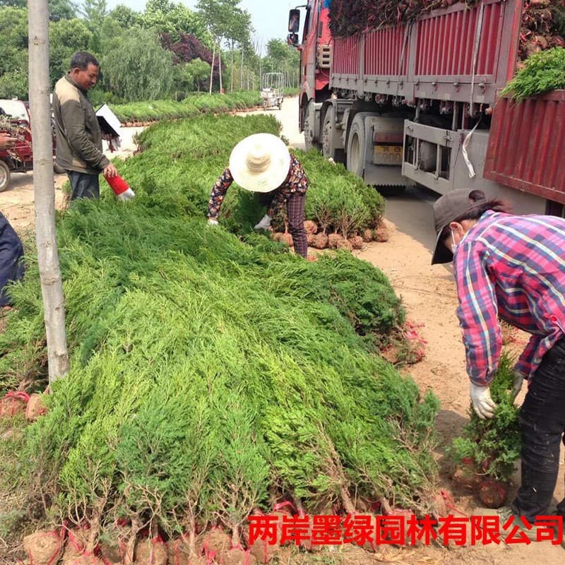 Wholesale Tower Cypress Juniper Tree Highway Engineering Greening Pine Cypress Tree Seedling Shu Juniper Round Cypress Tree 1-6m Height