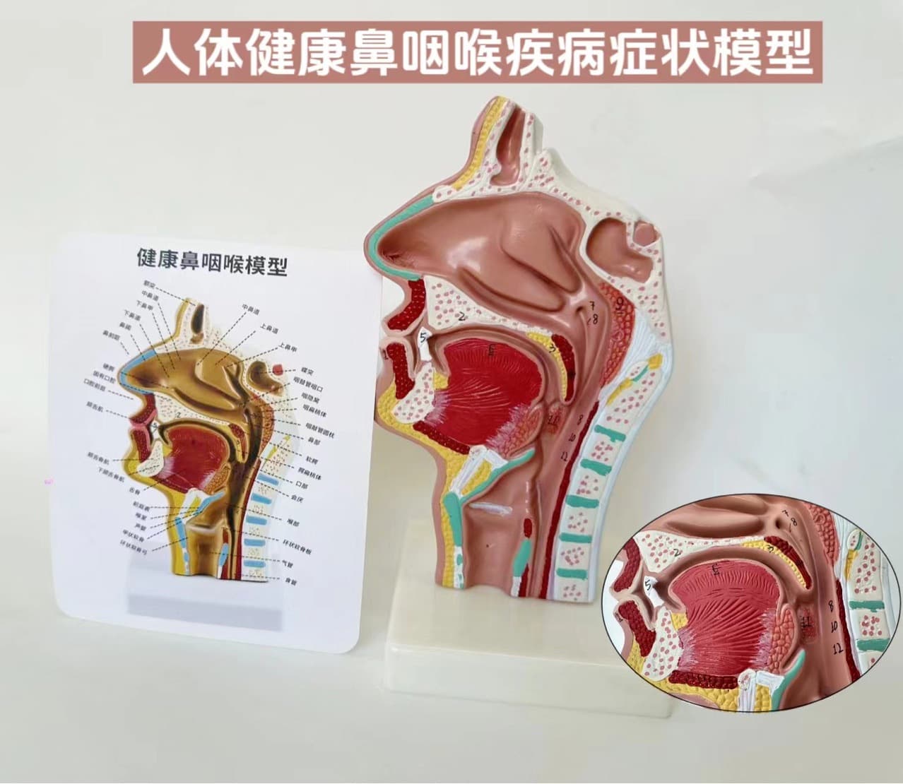 Human nasal cavity anatomy model, nose model, otolaryngology model, lesions of the nasal cavity, nasopharynx, and nasal structure.