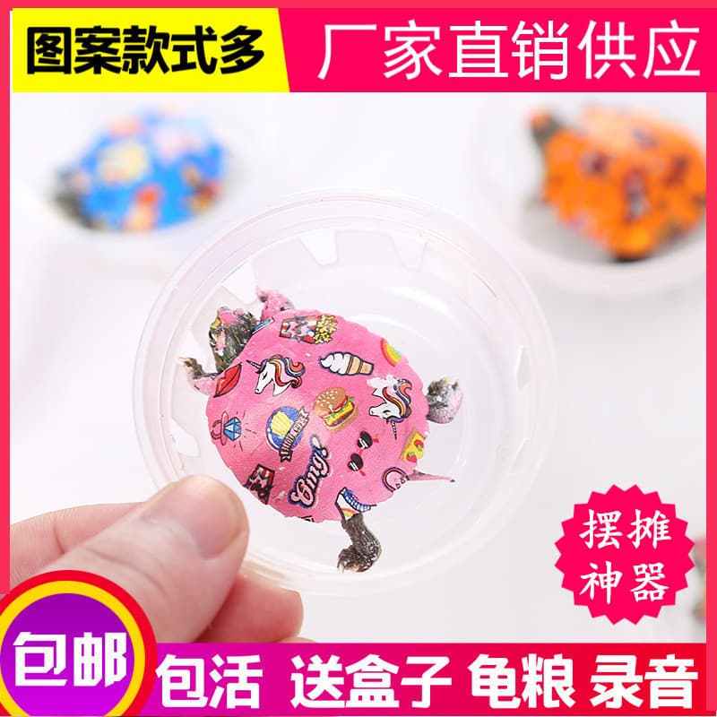 Wholesale Colorful Small Pet Turtles Live Colorful Ornamental Brazilian Turtles Street Stall Small Color Turtles