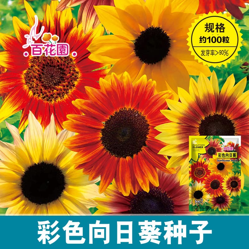 Newly launched colored sunflower seeds, dwarf multi-headed cut flower potted plants for landscaping and ornamental purposes.
