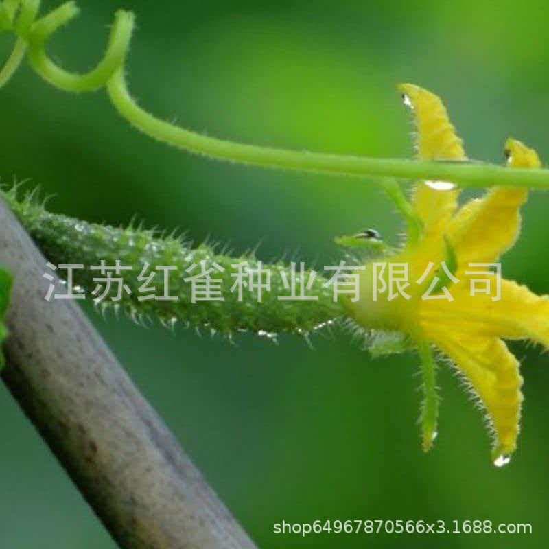 Cucumber flower seeds, small cucumber seeds, farmhouse seasonal vegetable seeds, small cucumbers, pickled cucumbers, pickled cucumbers