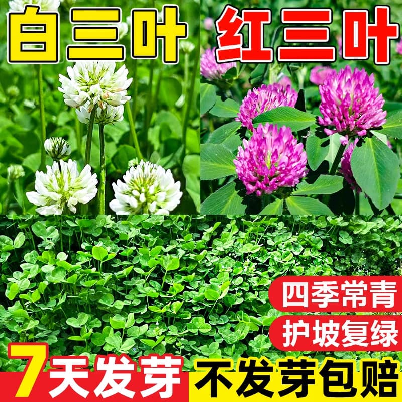 Clover Seeds Red Clover White Clover Lucky Grass Seeds Four Seasons Evergreen Fast Germination Greening Grass Seeds