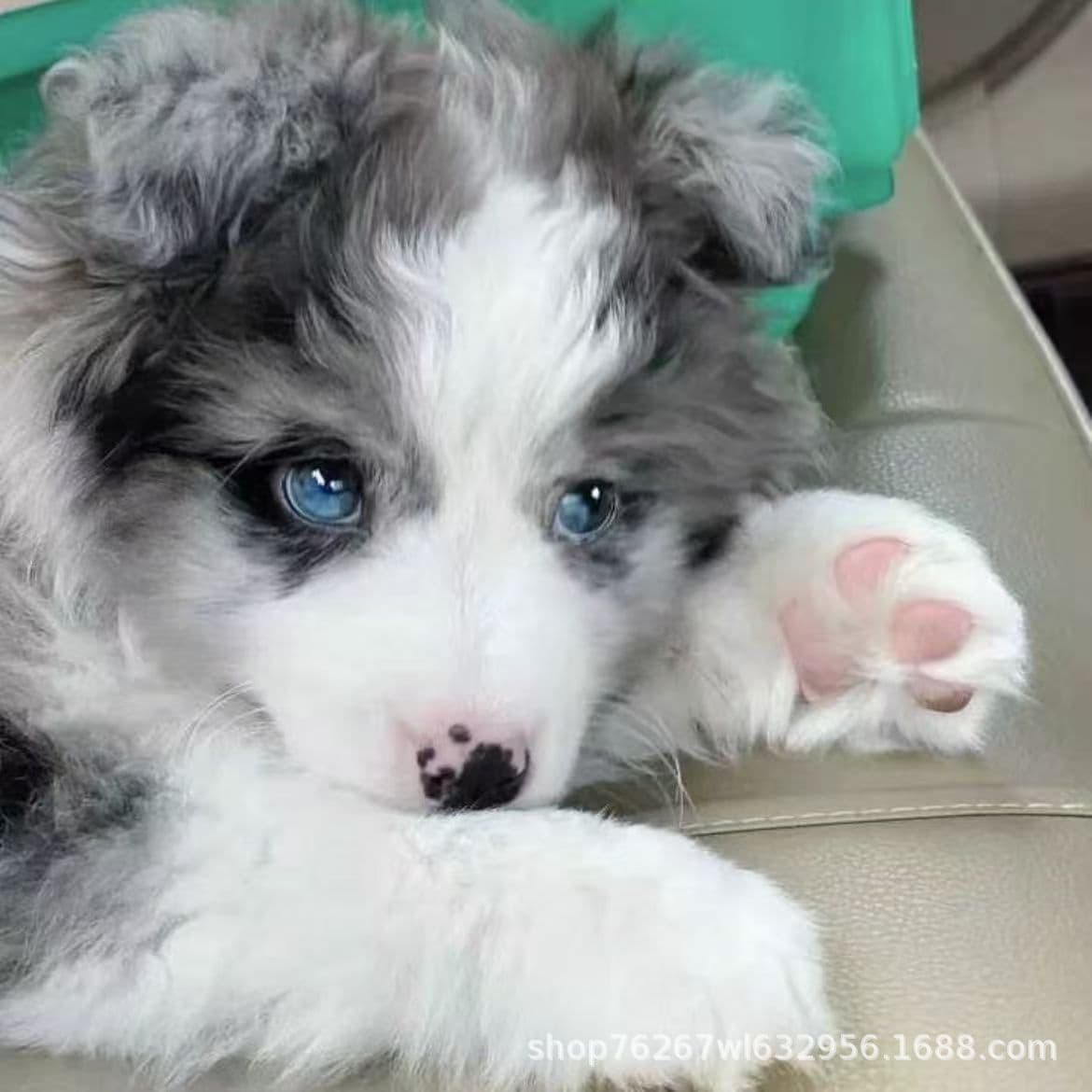 Purebred Border Collie Puppy Live Border Collie Black and White Merle Pet Dog Medium Working Dog
