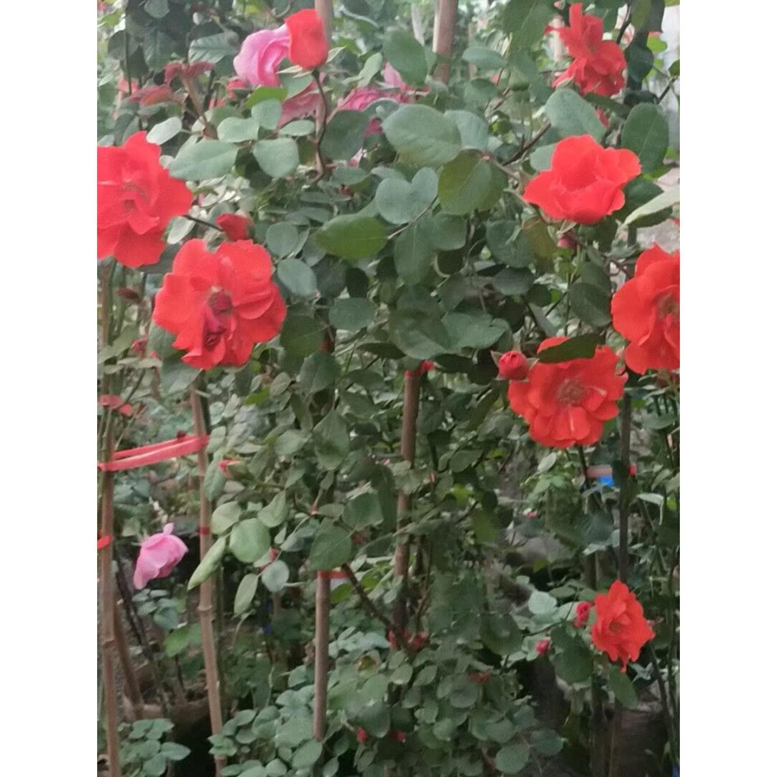 Fragrant Climbing Rose with Flower Buds, Large Seedling, Four-Season Blooming, Pierre de Ronsard, Garden Wall-Climbing Plant, Vine Rose
