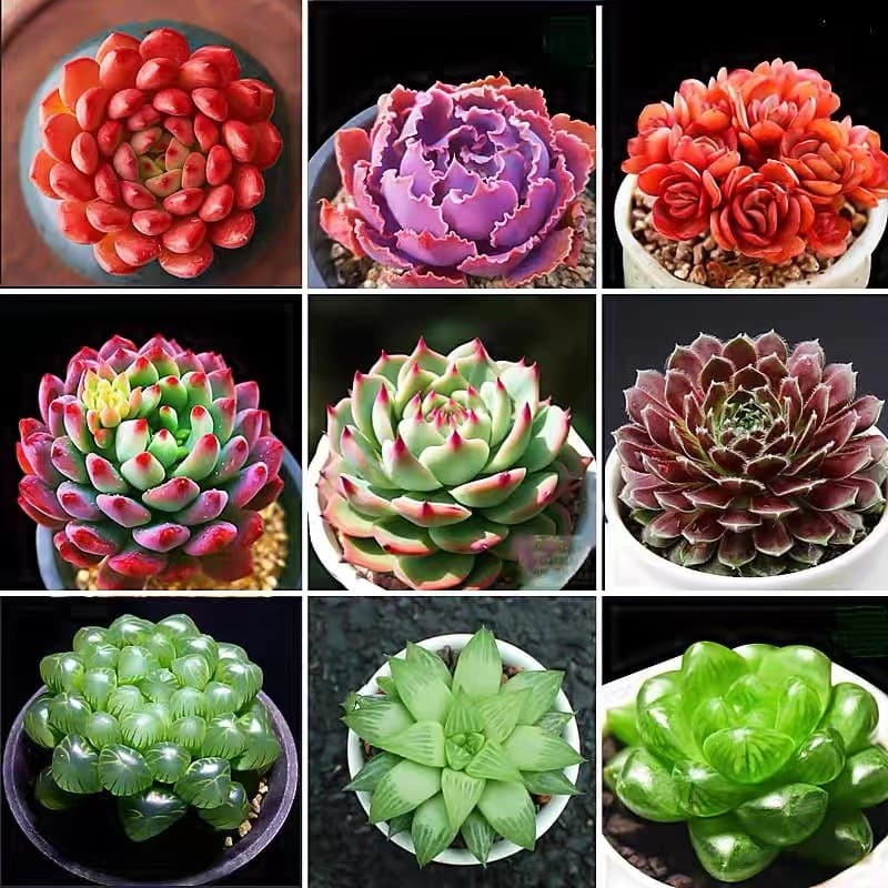 The base produces and sells wholesale small succulent flower combinations, potted succulent plants, lithops, and jade dew