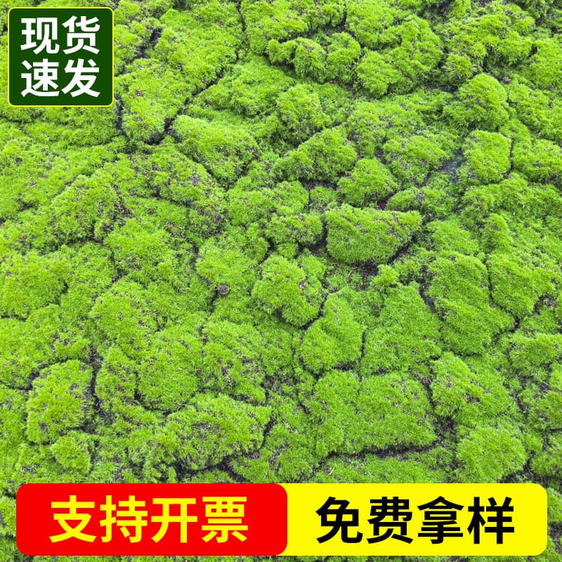 Decorative arrangement for indoor and outdoor scenes with various models of artificial turf, wholesale diverse types of ready-made lawns.