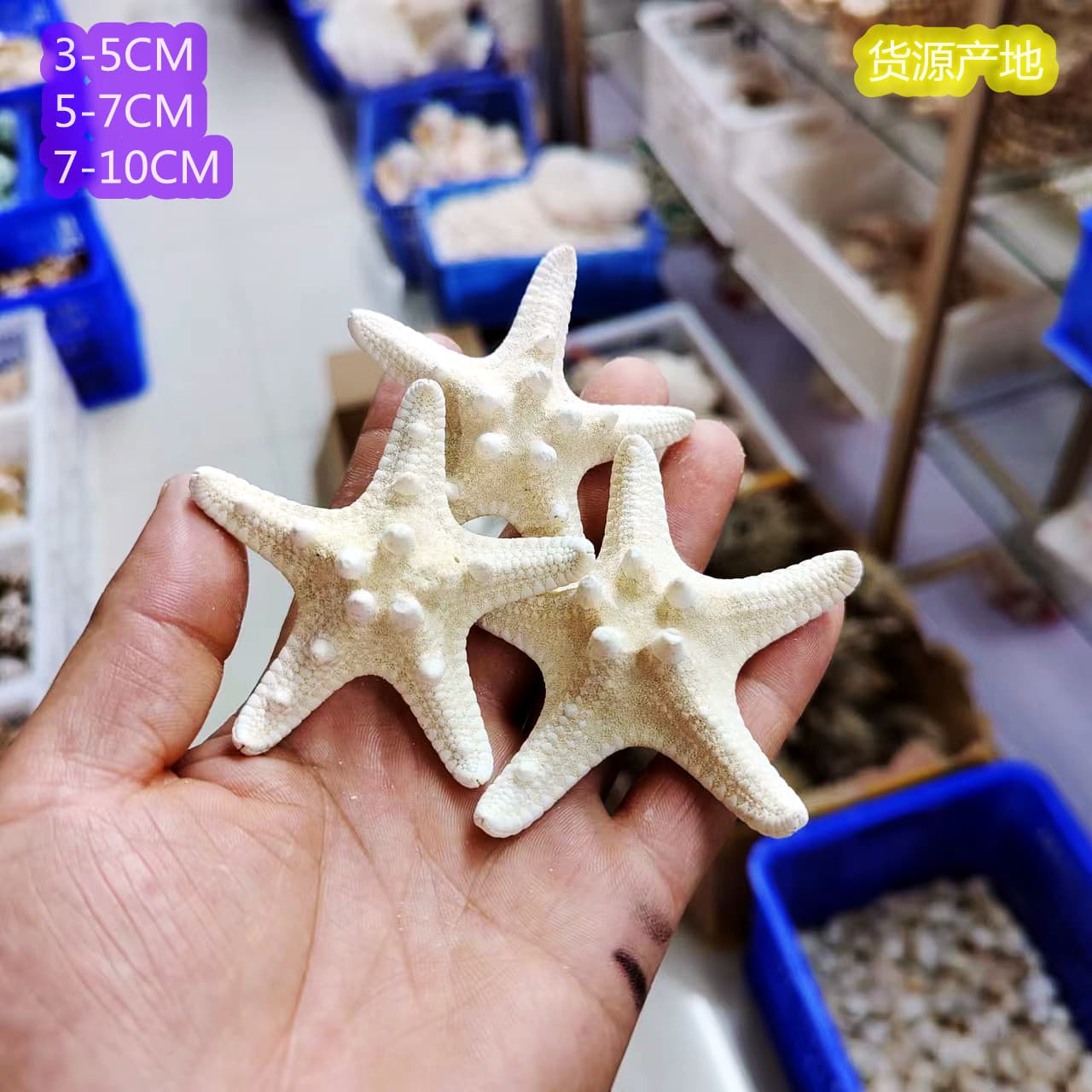 Starfish, Natural Conch Shells for Handmade Materials, 3-10cm Various Sizes Wholesale Bread Stars