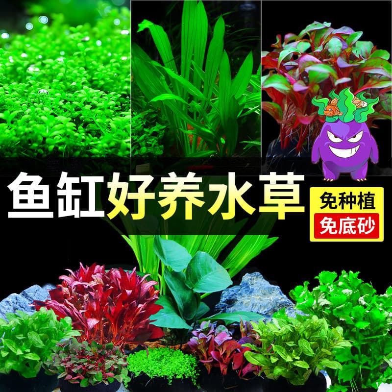 Aquatic Plant Fish Tank Real Grass Landscaping Ecological Complete Set Decoration Fish Farming Oxygenation Bottom Negative Water Purification Green Plants