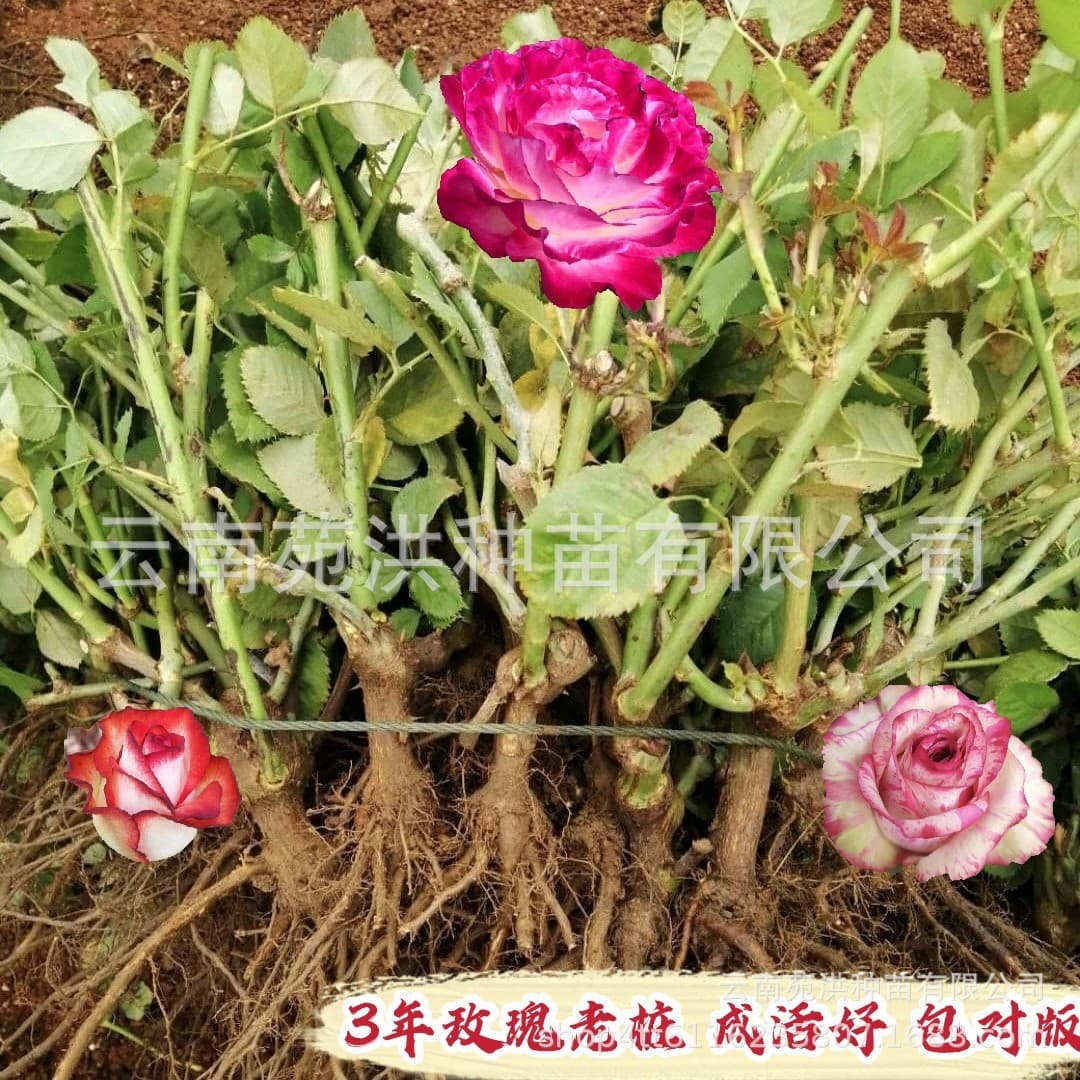 Yunnan Base Direct Shipping Rose Old Stump Seedlings 2-3 Years Landscaping Large Plants Wholesale Blooming All Seasons