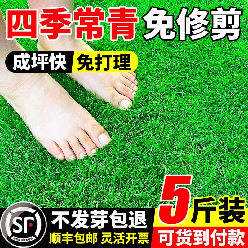 Grass Seed Guide: Perennial Bermuda Grass, Manila Garden Carpet Grass, Tall Fescue Lawn Seeds