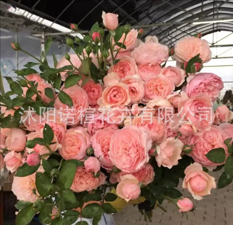Red Rose Seeds 200 Pcs, Green Plant Potted Flower Seeds for Garden and Ground Planting, Four Seasons