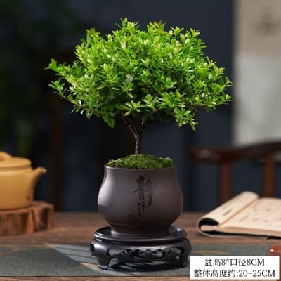 Small-leaved red nanmu old stump seedling, rosewood micro-landscape, hydroponic office, easy to care for all seasons, golden nanmu green plant
