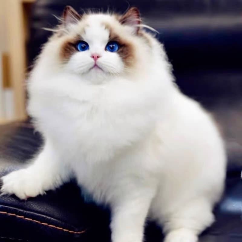 Purebred Ragdoll Kittens Live Seal Bicolor New Face Ragdoll Kittens Show Grade Fairy Ragdoll Pet Kittens Live