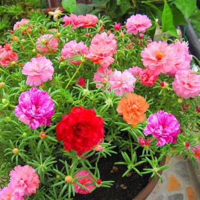 Double Petal Sunflower Seeds, Four-Season Sowing, Blooming Flower Seeds, Colorful Seeds, Easy-to-Grow Indoor and Outdoor Potted Flowers