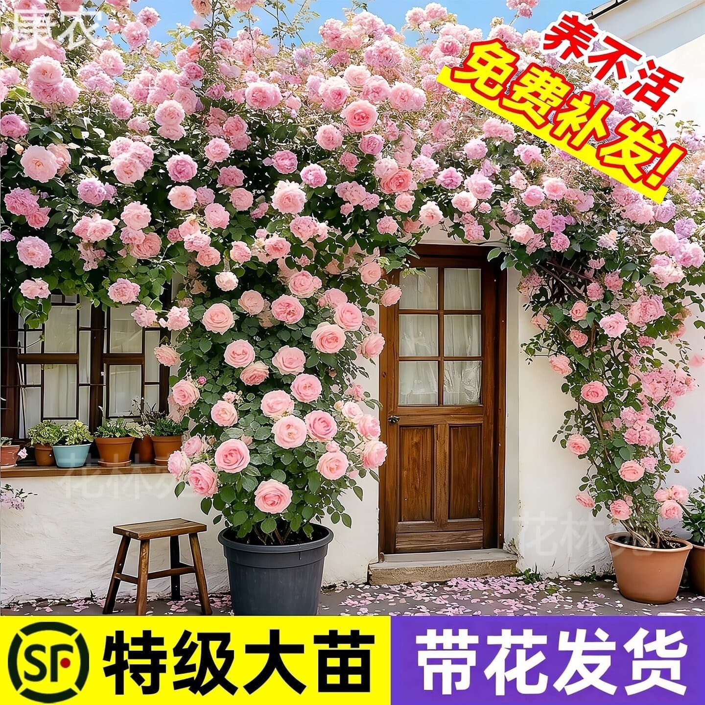 Rose Seedling Climbing Rose Pink Eden Climber Plant Outdoor Courtyard Balcony Wall-Climbing Rose Sapling